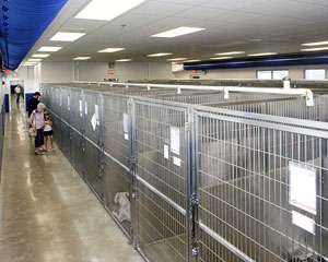 Rows of Kennels