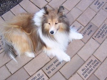 Personalized Engraved Bricks